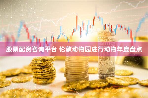 股票配资咨询平台 伦敦动物园进行动物年度盘点