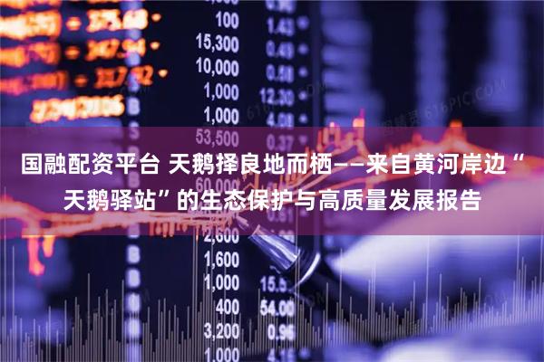 国融配资平台 天鹅择良地而栖——来自黄河岸边“天鹅驿站”的生态保护与高质量发展报告